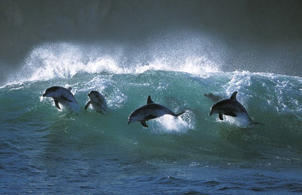 Dolphins Surfing Wave